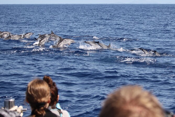 Responsible Whales and/or Dolphins Watching Tour - Why this Funchal wildlife trip feels different