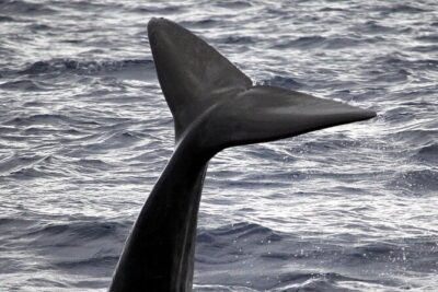 Responsible Whales and/or Dolphins Watching Tour