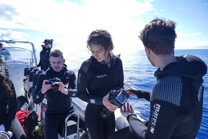 Responsible Whales and/or Dolphins Watching Tour - Small group, but check your expectations