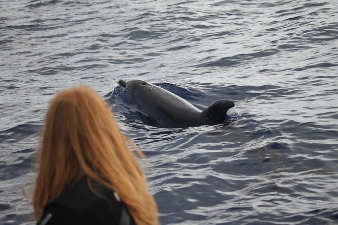 Responsible Whales and/or Dolphins Watching Tour - Who should book this boat?