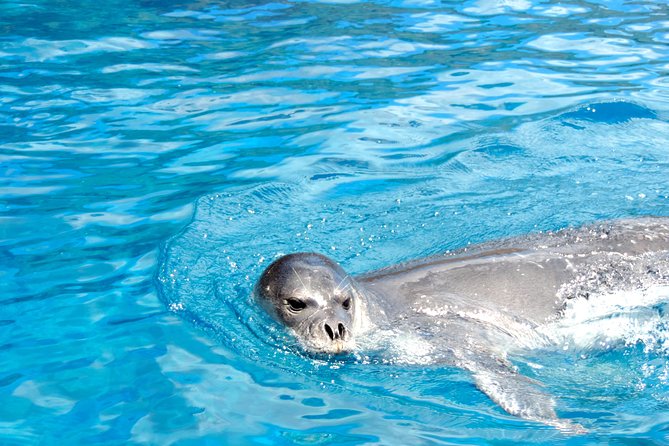 Responsible Whales and/or Dolphins Watching Tour - Booking, cancellation, and useful timing tips