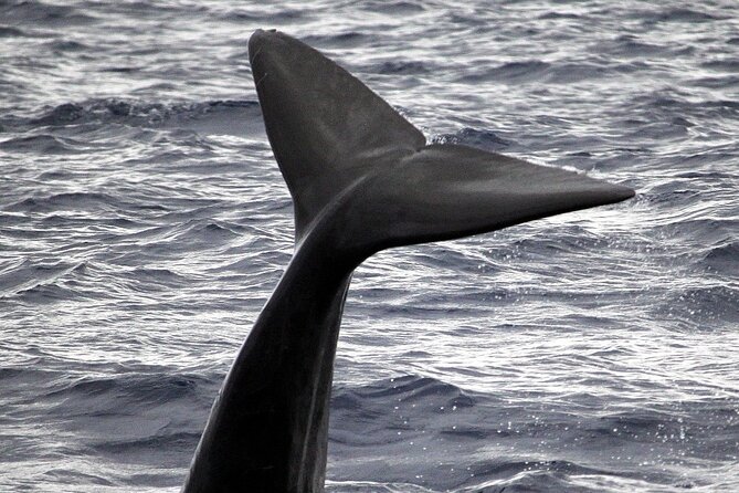 Responsible Whales and/or Dolphins Watching Tour - How the two-hour search usually unfolds