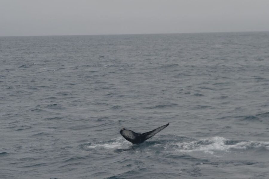 Reykjavik: Whale Watching and Dolphin Watching Yacht Cruise - Key points to know before you sail