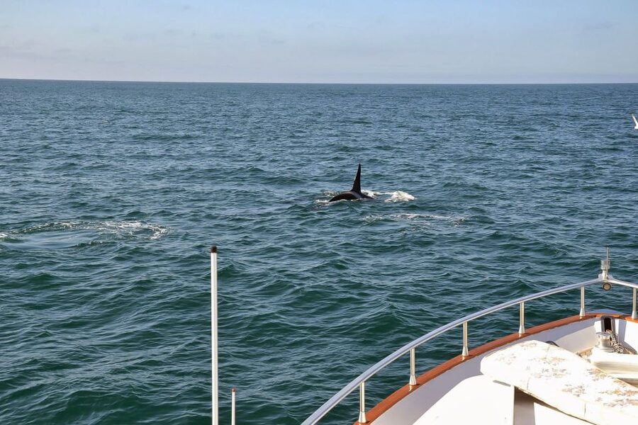 Reykjavik: Whale Watching and Dolphin Watching Yacht Cruise - The yacht experience, from warm cabin to fly-bridge