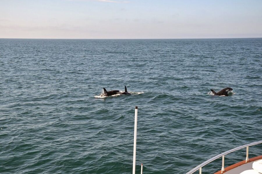 Reykjavik: Whale Watching and Dolphin Watching Yacht Cruise - A respectful way to watch wild whales