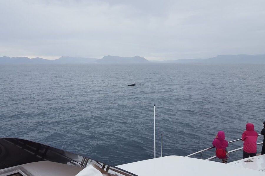 Reykjavik: Whale Watching and Dolphin Watching Yacht Cruise - Is $106 good value?