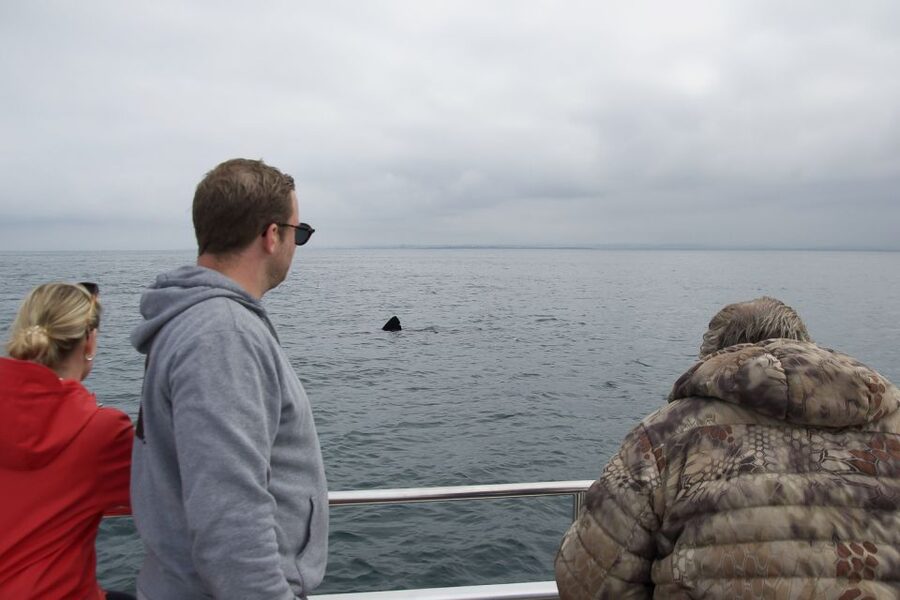 Reykjavik: Whale Watching and Dolphin Watching Yacht Cruise - Practical details that make the day easier