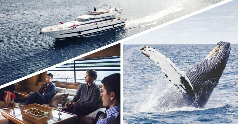 Reykjavik: Whale Watching and Dolphin Watching Yacht Cruise - Three hours across Faxafloi Bay