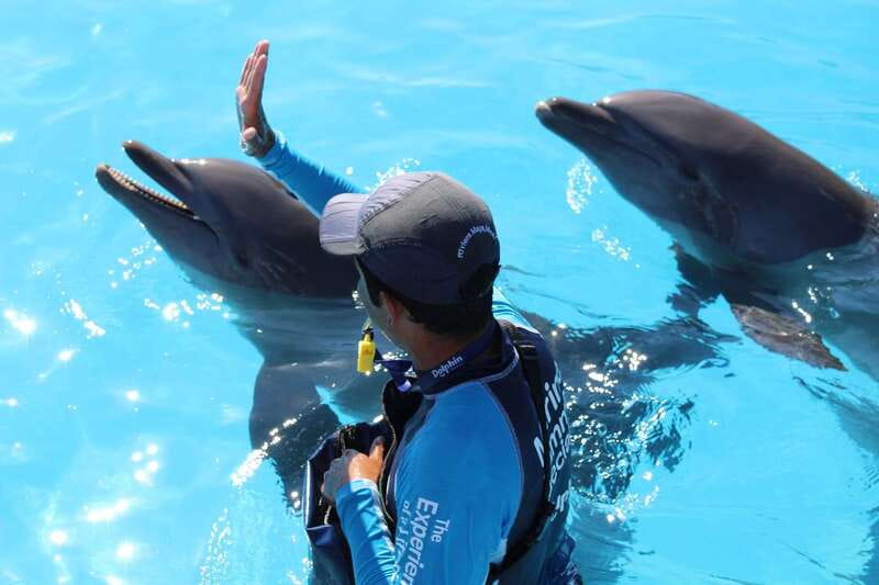 Riviera Maya: Dolphin Encounter with Beach Club Access - What To Bring And What To Leave Behind