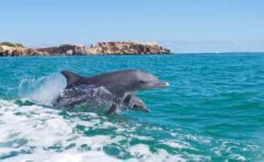 Rockingham: Shoalwater Islands, Dolphins, and Sea Lions Tour - Key points to know before you go