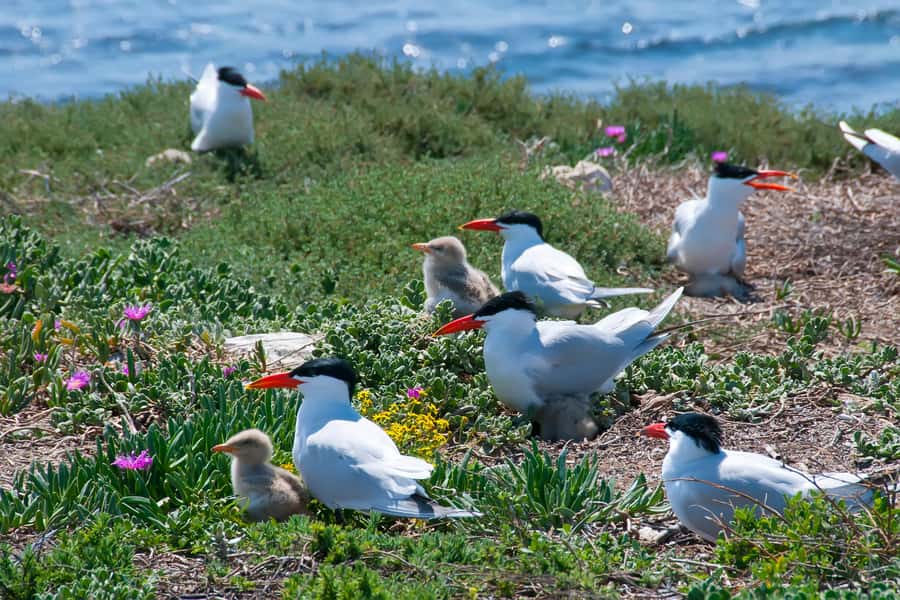 Rockingham: Shoalwater Islands, Dolphins, and Sea Lions Tour - A short cruise with a very good chance of wildlife