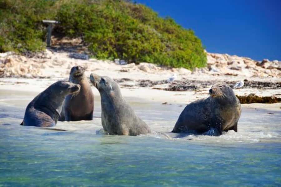 Rockingham: Shoalwater Islands, Dolphins, and Sea Lions Tour - Penguin Island, Seal Island and Bird Island