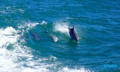 Rockingham: Shoalwater Islands, Dolphins, and Sea Lions Tour
