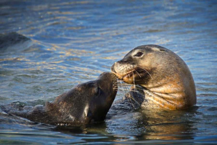 Rockingham: Shoalwater Islands, Dolphins, and Sea Lions Tour - What the dolphin watching is really like