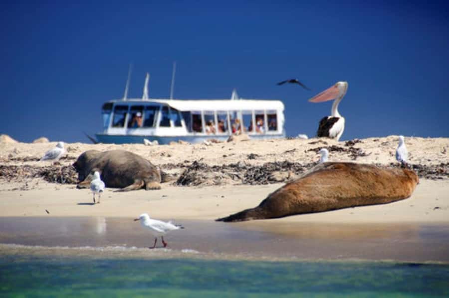 Rockingham: Shoalwater Islands, Dolphins, and Sea Lions Tour - Weather, closures and the limits of the itinerary