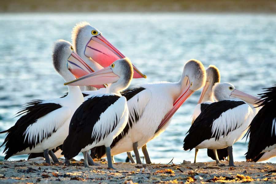 Rockingham: Shoalwater Islands, Dolphins, and Sea Lions Tour - Who will enjoy this cruise most