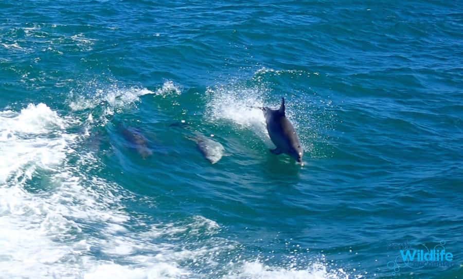 Rockingham: Shoalwater Islands, Dolphins, and Sea Lions Tour - Check-in at Penguin Island Visitors Centre