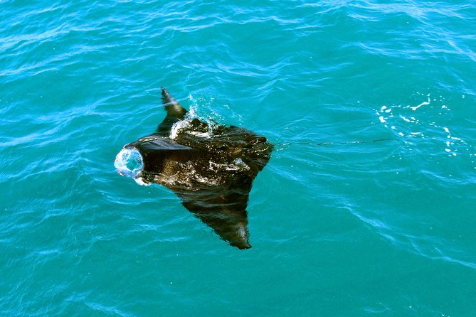Roebuck Bay Sunset & Snubfin Dolphin Cruise - Is the $104 price good value?