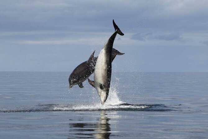Romantic Boat Trip with Dolphin Watching - A friendly welcome and simple drinks