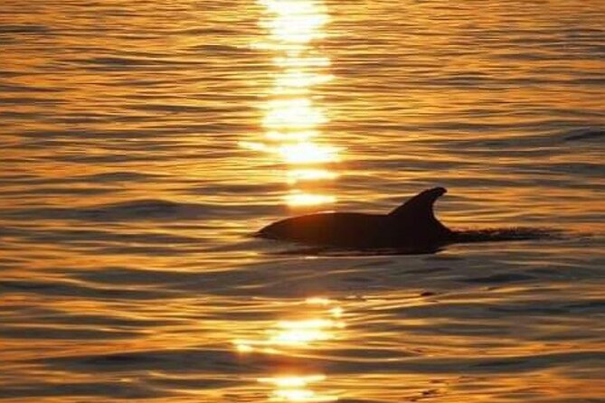 Romantic Boat Trip with Dolphin Watching - How much value do you get for $35.80?