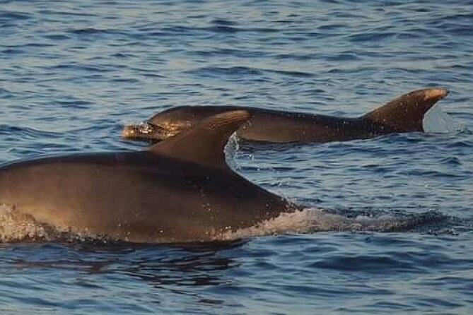 Romantic Boat Trip with Dolphin Watching - What I would bring and how I would plan