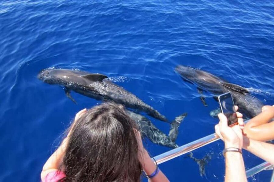 Roseau: Guided Dolphin and Whale Watching Tour With Drinks - Key points to know before booking