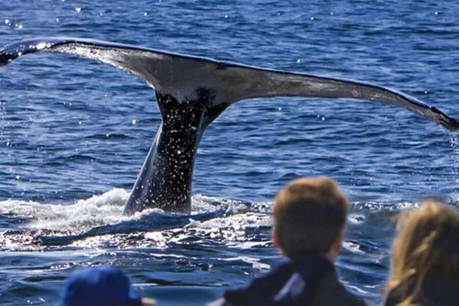Roseau: Guided Dolphin and Whale Watching Tour With Drinks - Why Dominica is a strong place for whale watching