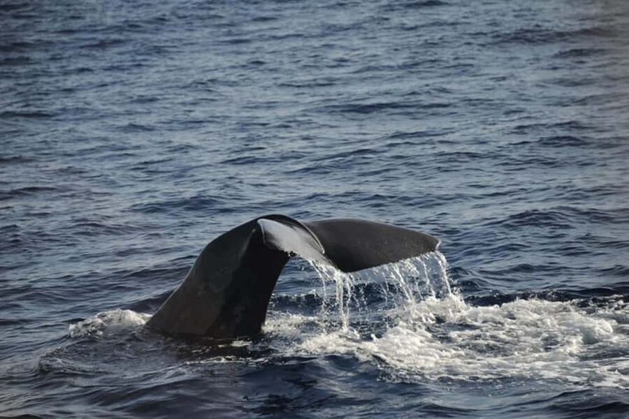 Roseau: Guided Dolphin and Whale Watching Tour With Drinks - The three-hour search at sea