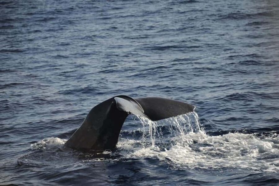 Roseau: Guided Dolphin and Whale Watching Tour With Drinks - Practical ways to improve your day