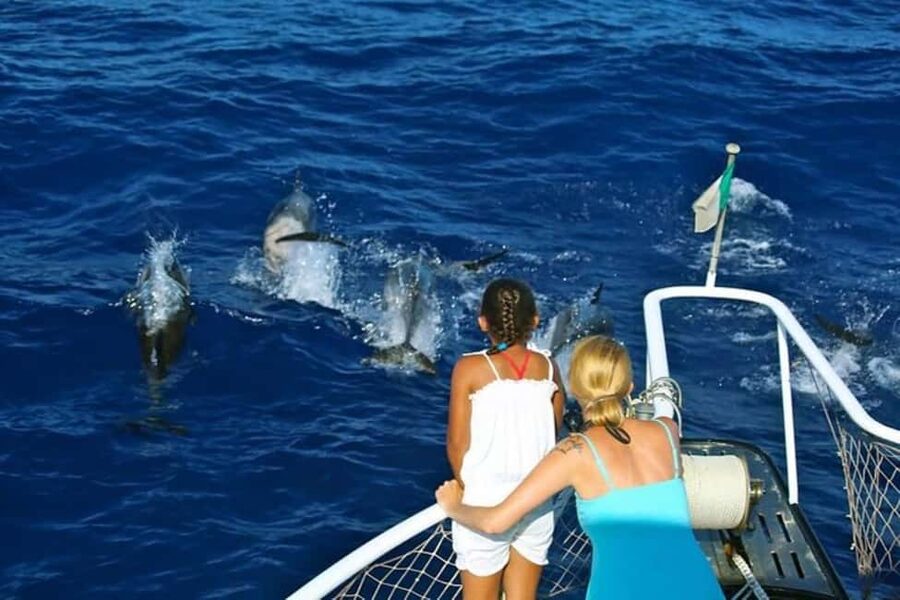 Roseau: Guided Dolphin and Whale Watching Tour With Drinks - Starting in Roseau and getting aboard