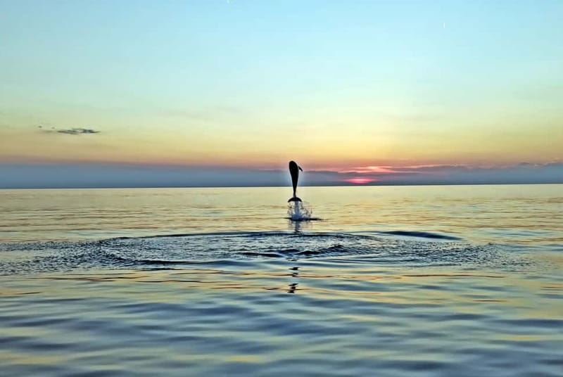 Rovinj: Dolphin Watching Sunset Speedboat Tour with Drinks - Key points to know before booking