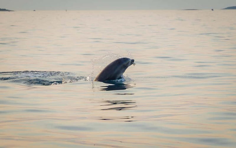 Rovinj: Dolphin Watching Sunset Speedboat Tour with Drinks - Forty-five minutes looking for dolphins