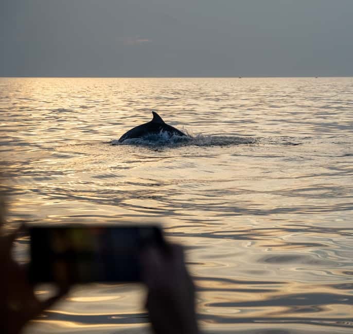 Rovinj: Dolphin Watching Sunset Speedboat Tour with Drinks - Is $74 good value?