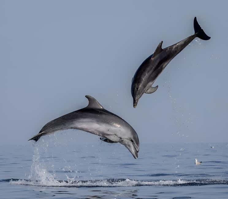 Rovinj: Dolphin Watching Sunset Speedboat Tour with Drinks - Meeting your skipper around Rovinj