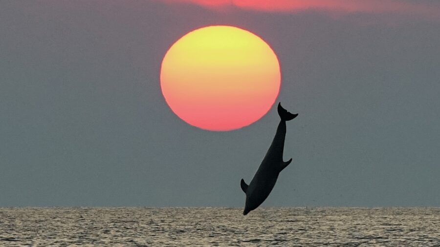 Rovinj: Family Friendly Dolphin Watching Tour - Key points at a glance