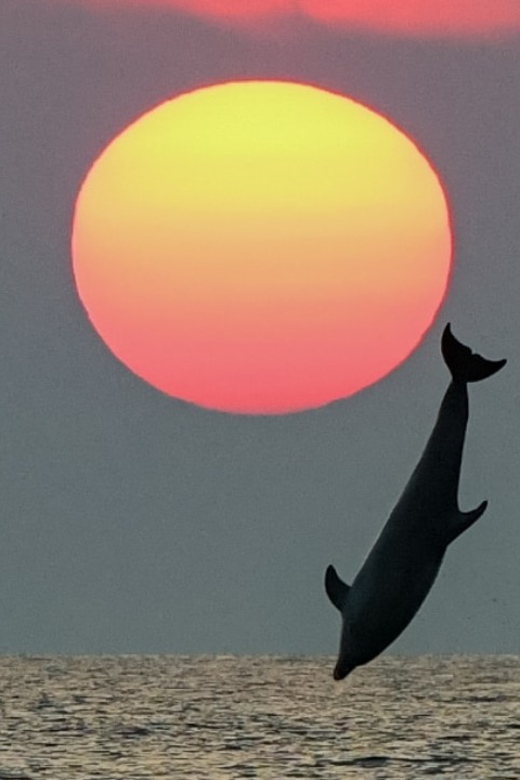 Rovinj: Family Friendly Dolphin Watching Tour - Leaving Rovinj with the old town behind you