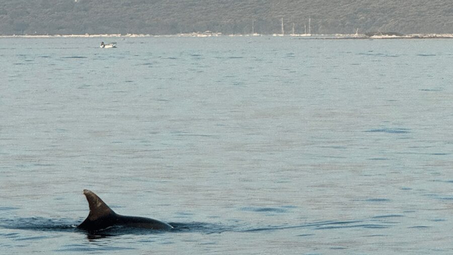 Rovinj: Family Friendly Dolphin Watching Tour - Sunset views add a second reason to go