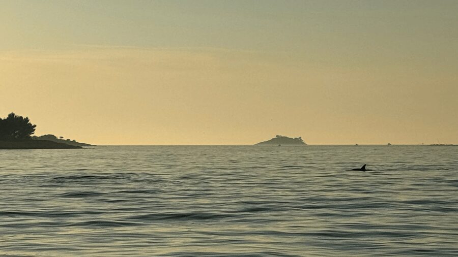 Rovinj: Family Friendly Dolphin Watching Tour - A useful outing for curious children