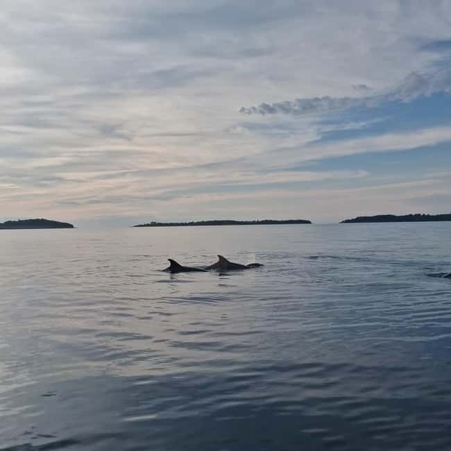 Rovinj: Shared Dolphin and Sunset Tour with Drinks - Key points at a glance