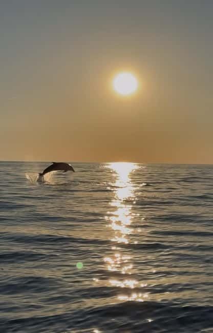 Rovinj: Shared Dolphin and Sunset Tour with Drinks - Why the 19:30 departure works so well