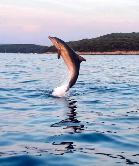 Rovinj: Shared Dolphin and Sunset Tour with Drinks - Ten minutes by speedboat, then the main search