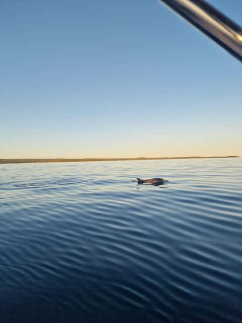 Rovinj: Shared Dolphin and Sunset Tour with Drinks - What the dolphin watching may feel like