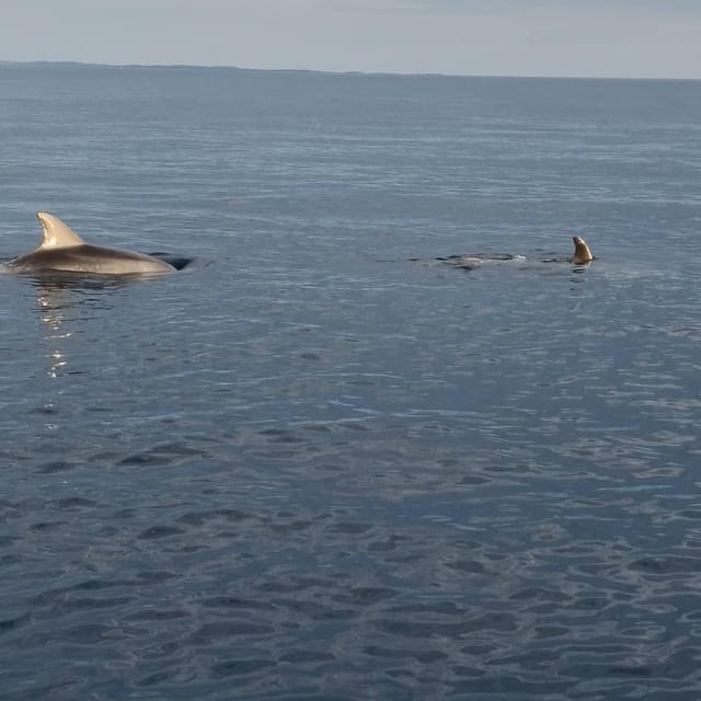 Rovinj: Shared Dolphin and Sunset Tour with Drinks - Sunset views and a drink on the return