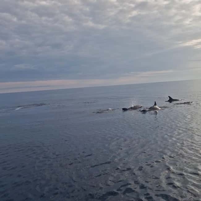 Rovinj: Shared Dolphin and Sunset Tour with Drinks - Is $57 a fair price?