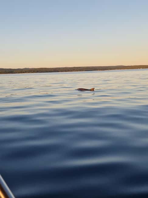 Rovinj: Shared Dolphin and Sunset Tour with Drinks - Who will enjoy this most?
