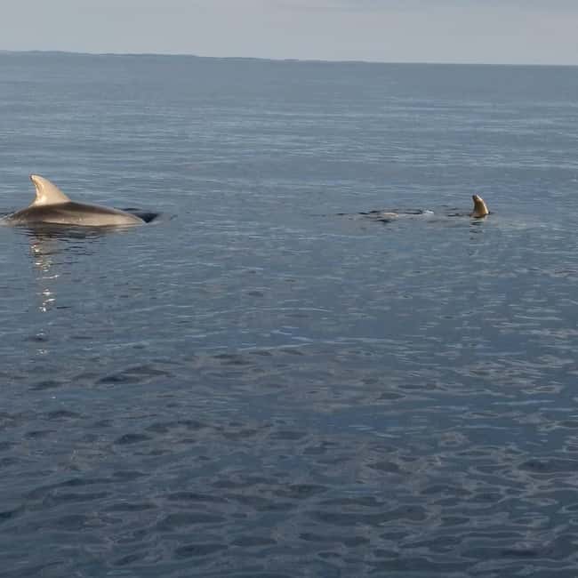 Rovinj: Shared Dolphin and Sunset Tour with Drinks - What to bring and what not to expect