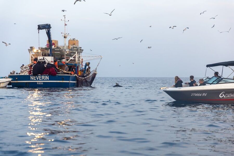 Rovinj: Sunrise Dolphins & Fishermen at Work Speedboat Tour - Who will enjoy this most