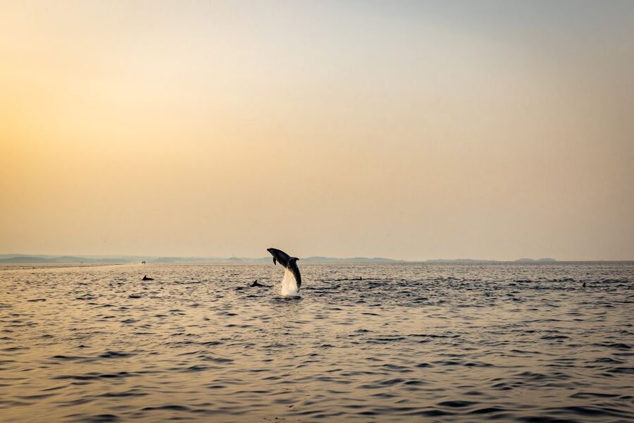 Rovinj: Sunrise Dolphins & Fishermen at Work Speedboat Tour - What the $93 price gets you