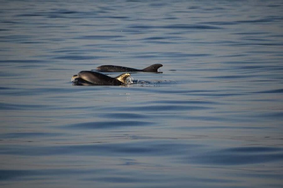 Rovinj: Sunset & dolphin group tours with Catamaran - Looking for dolphins without chasing them