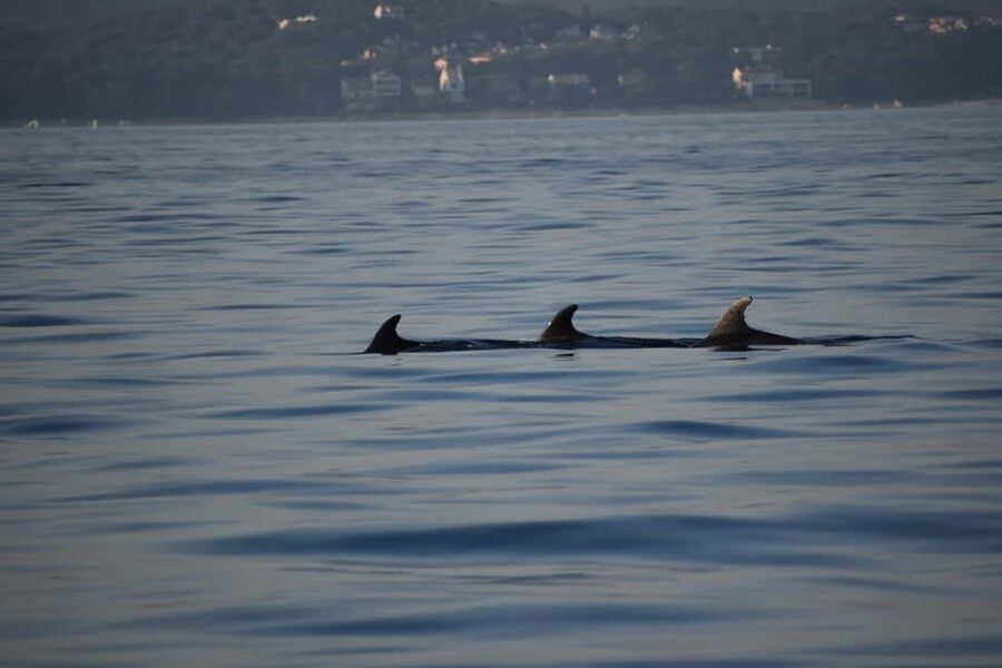 Rovinj: Sunset & dolphin group tours with Catamaran - Booking details that affect your plans
